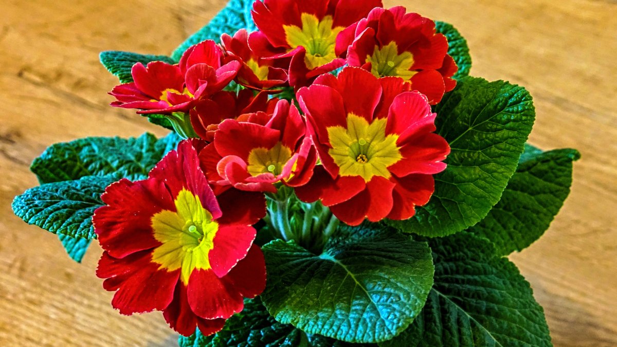 Примула карнавал
