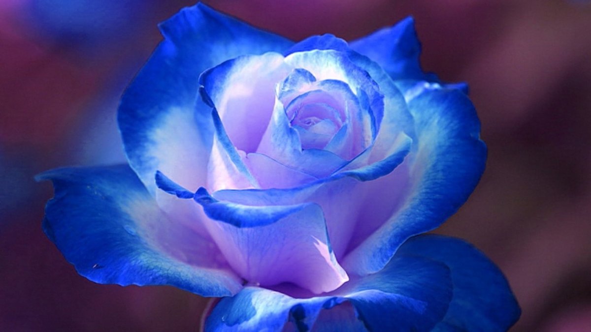 Оттенки синих цветов