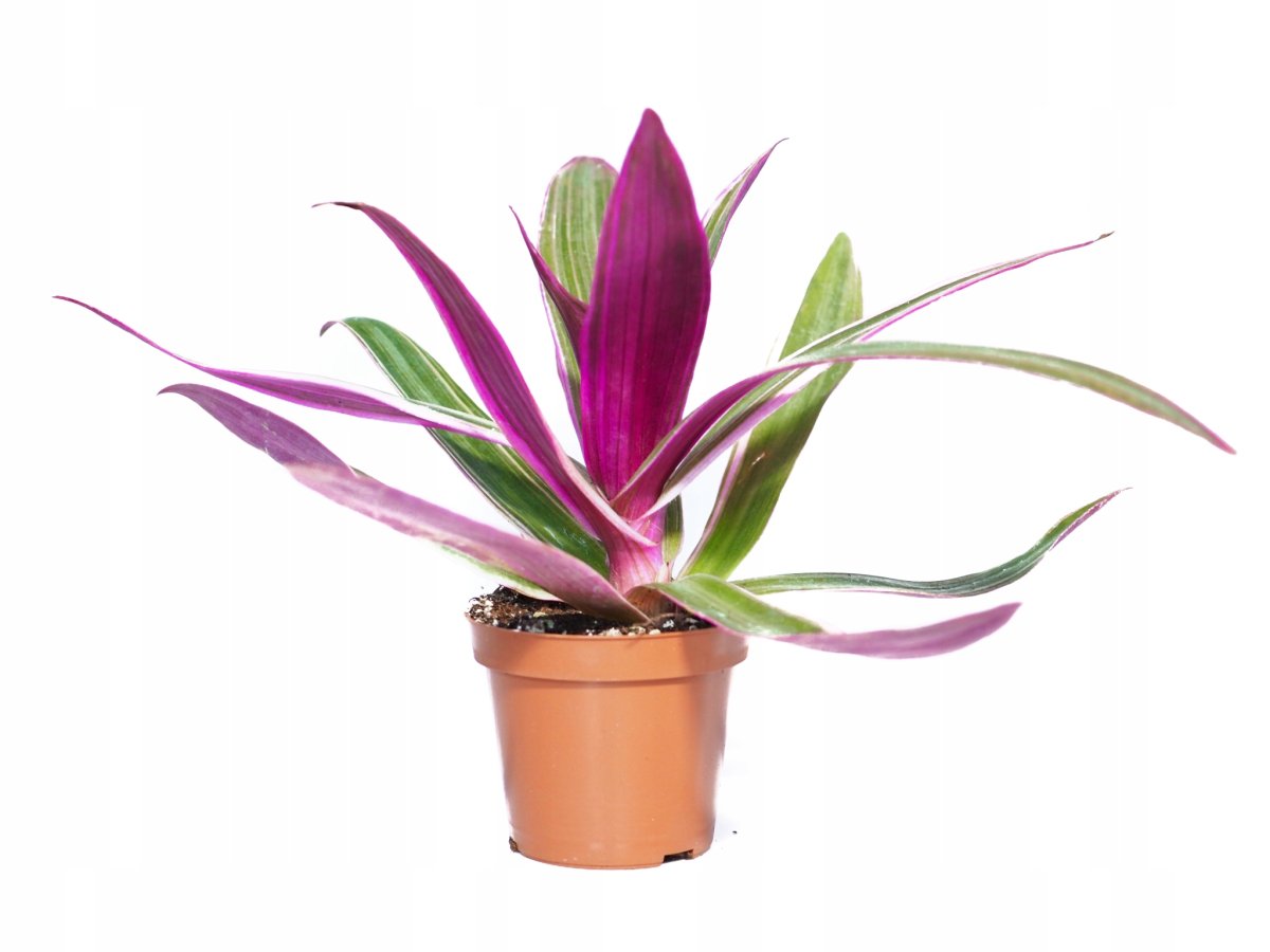Традесканция spathacea