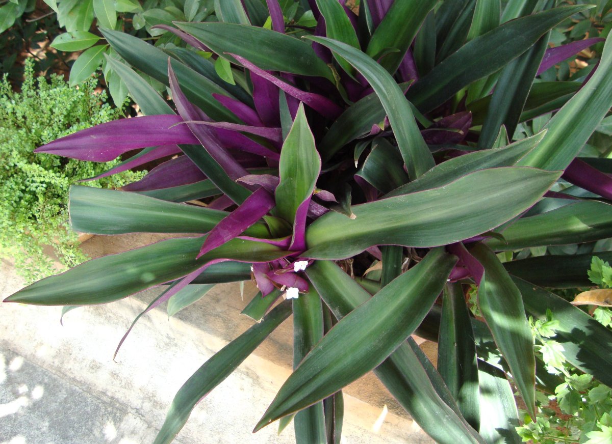 Традесканция spathacea