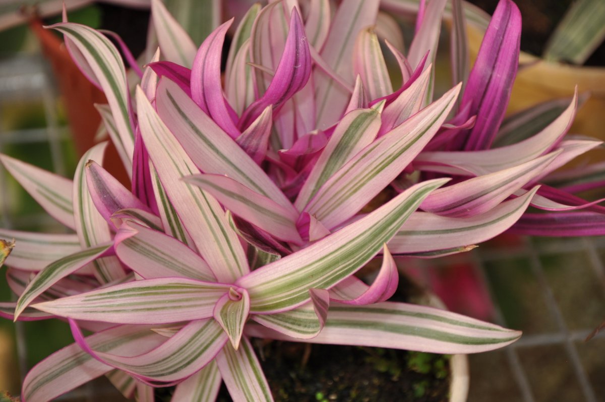 Традесканция spathacea