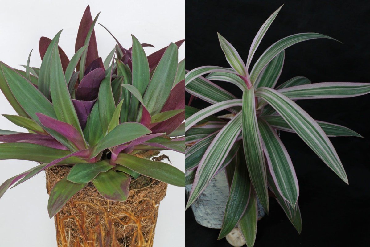 Традесканция spathacea