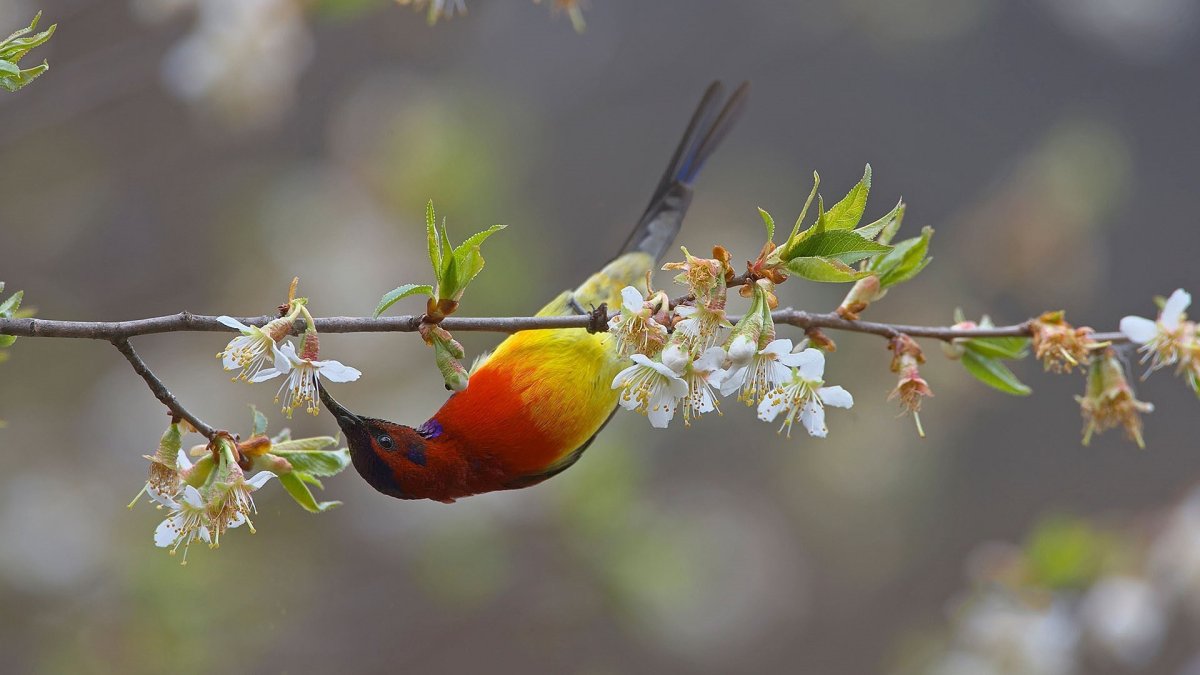 Букеты Lacy Bird