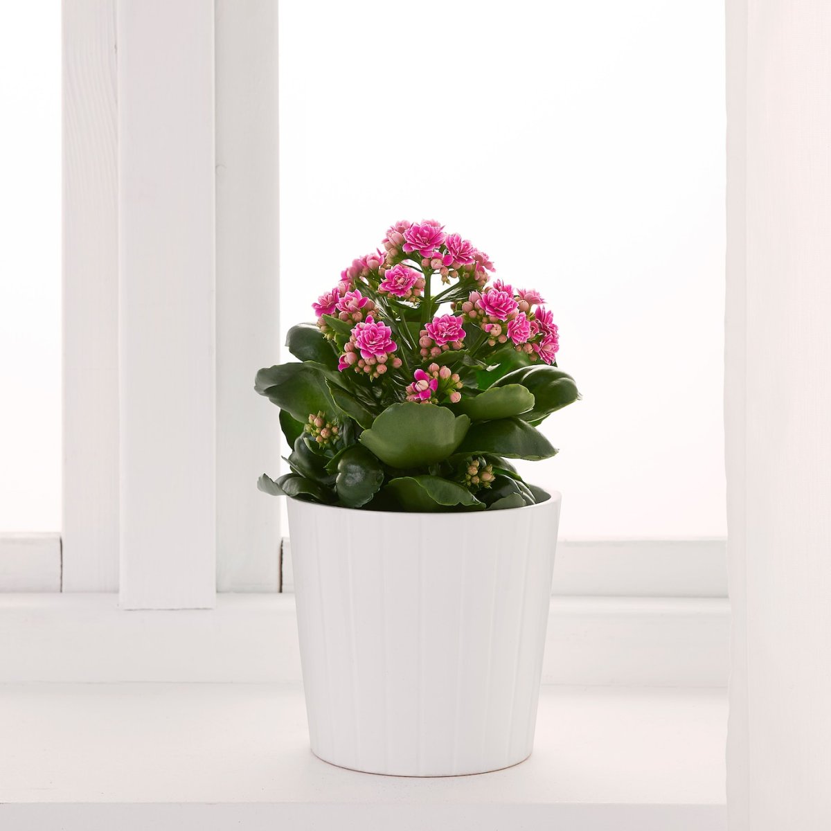 Kalanchoe цветок ikea