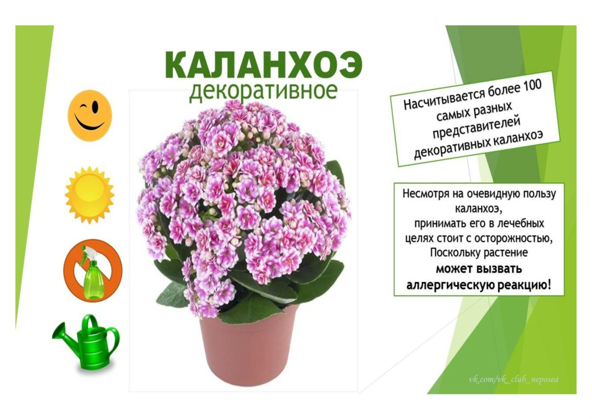 Паспорт комнатных растений в детском саду каланхоэ
