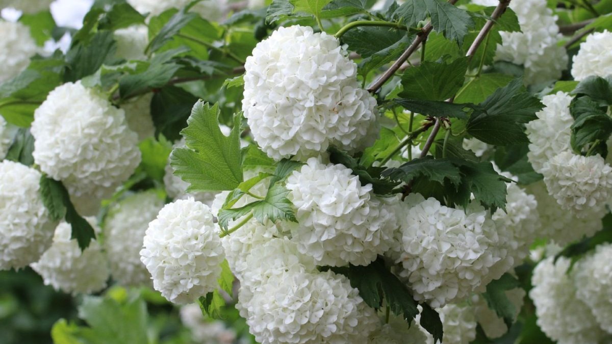 Калина бульденеж