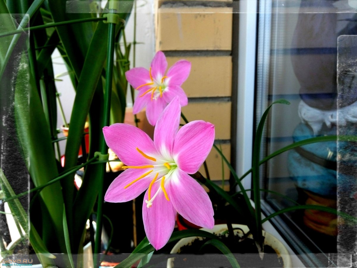 Zephyranthes-зефирантес Group