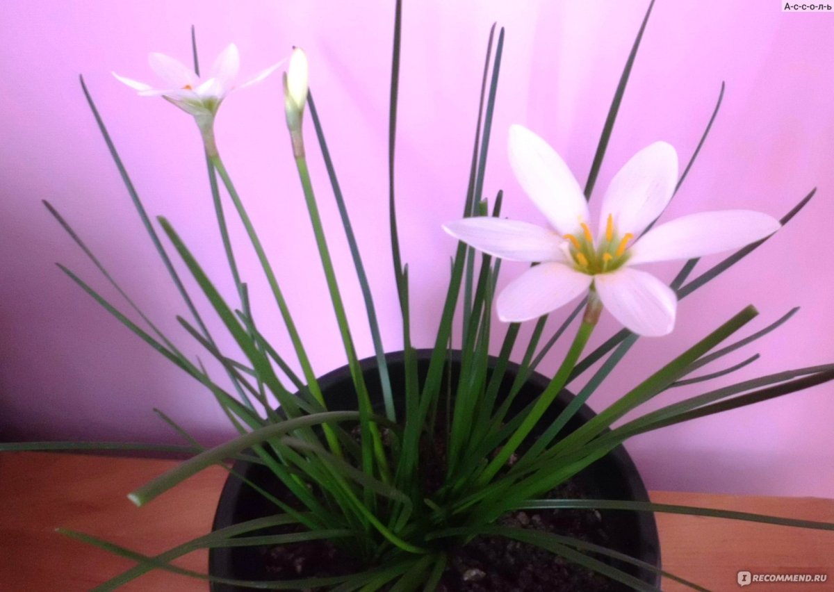 Zephyranthes robusta (Habranthus, зефирантес)