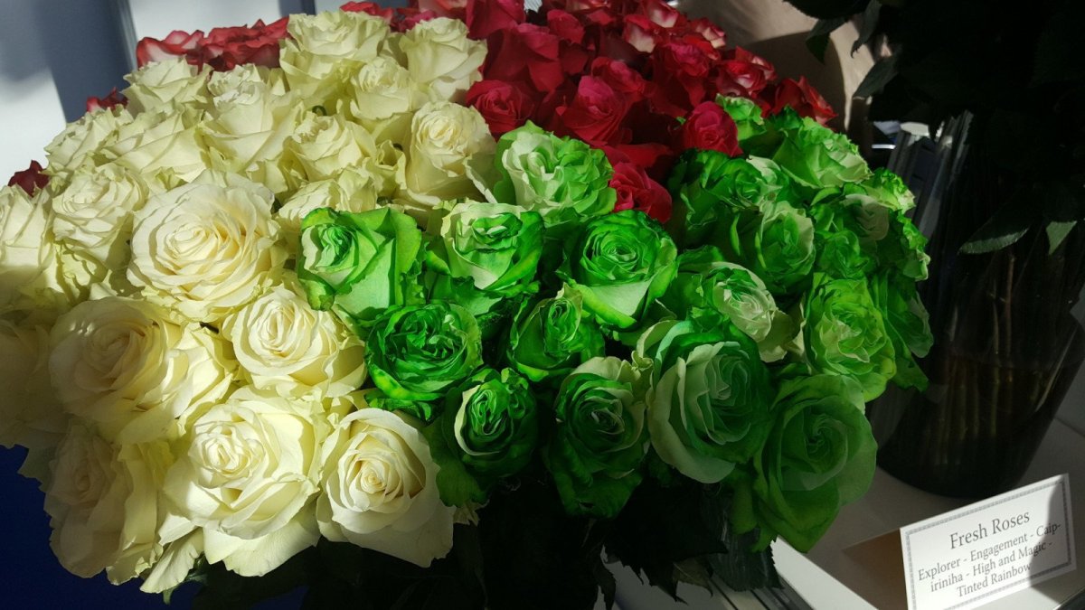Розы Эквадор 15шт белый