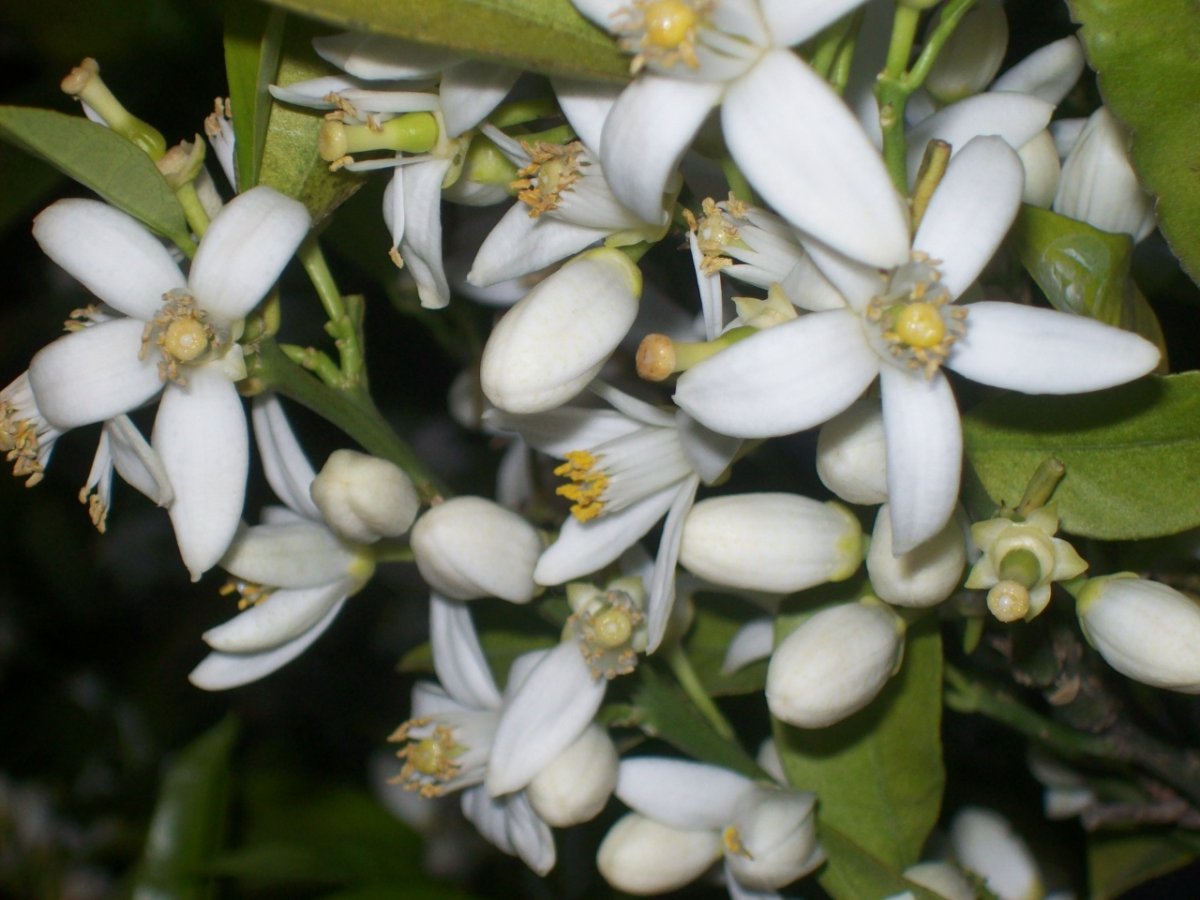 Neroli n1a51352