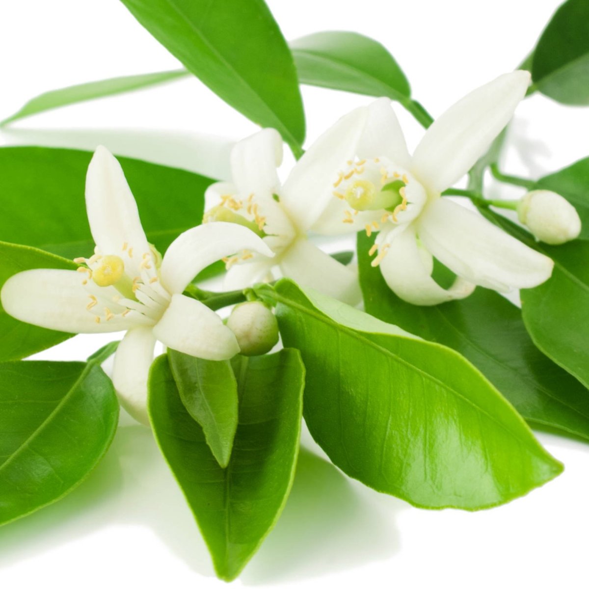 Духи Neroli Secrets d'Essences