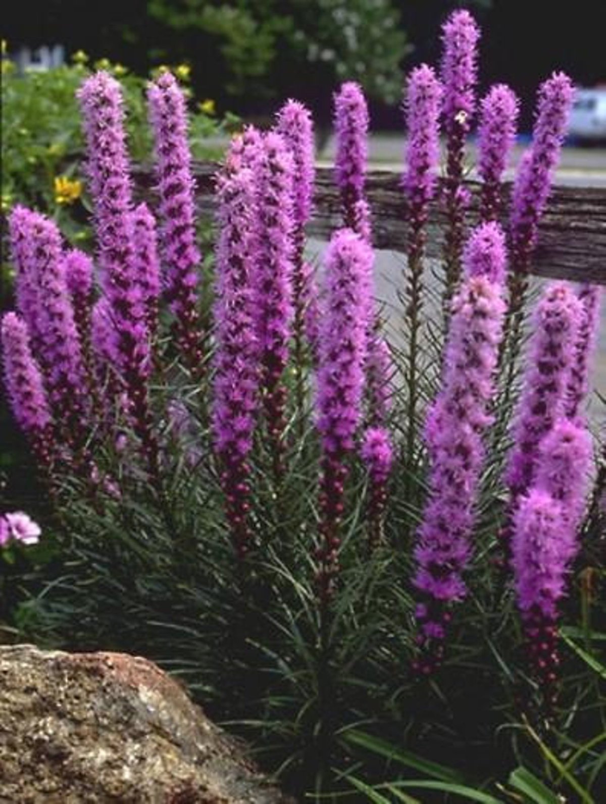 Лиатрис spicata