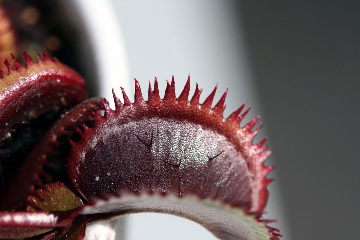 Dionaea muscipula 'Red Sawtooth'