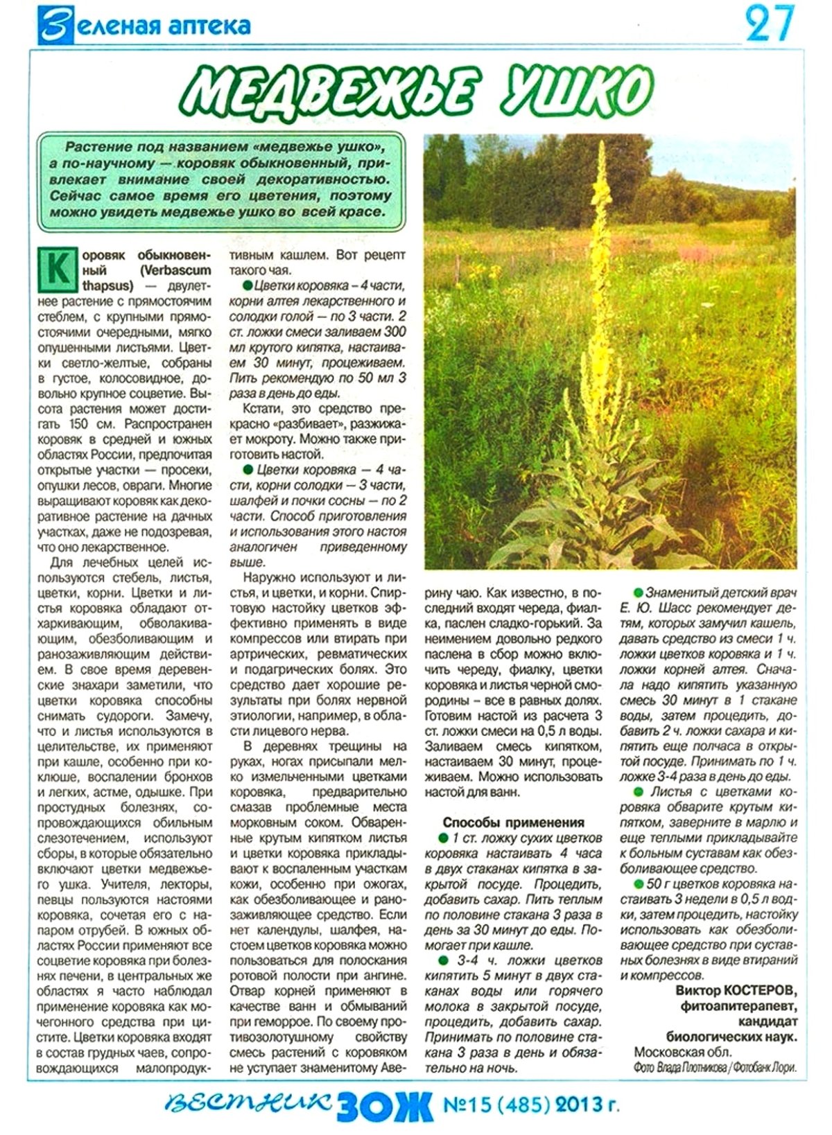 Коровяк Медвежье ухо ( Verbascum Thapsus l.)