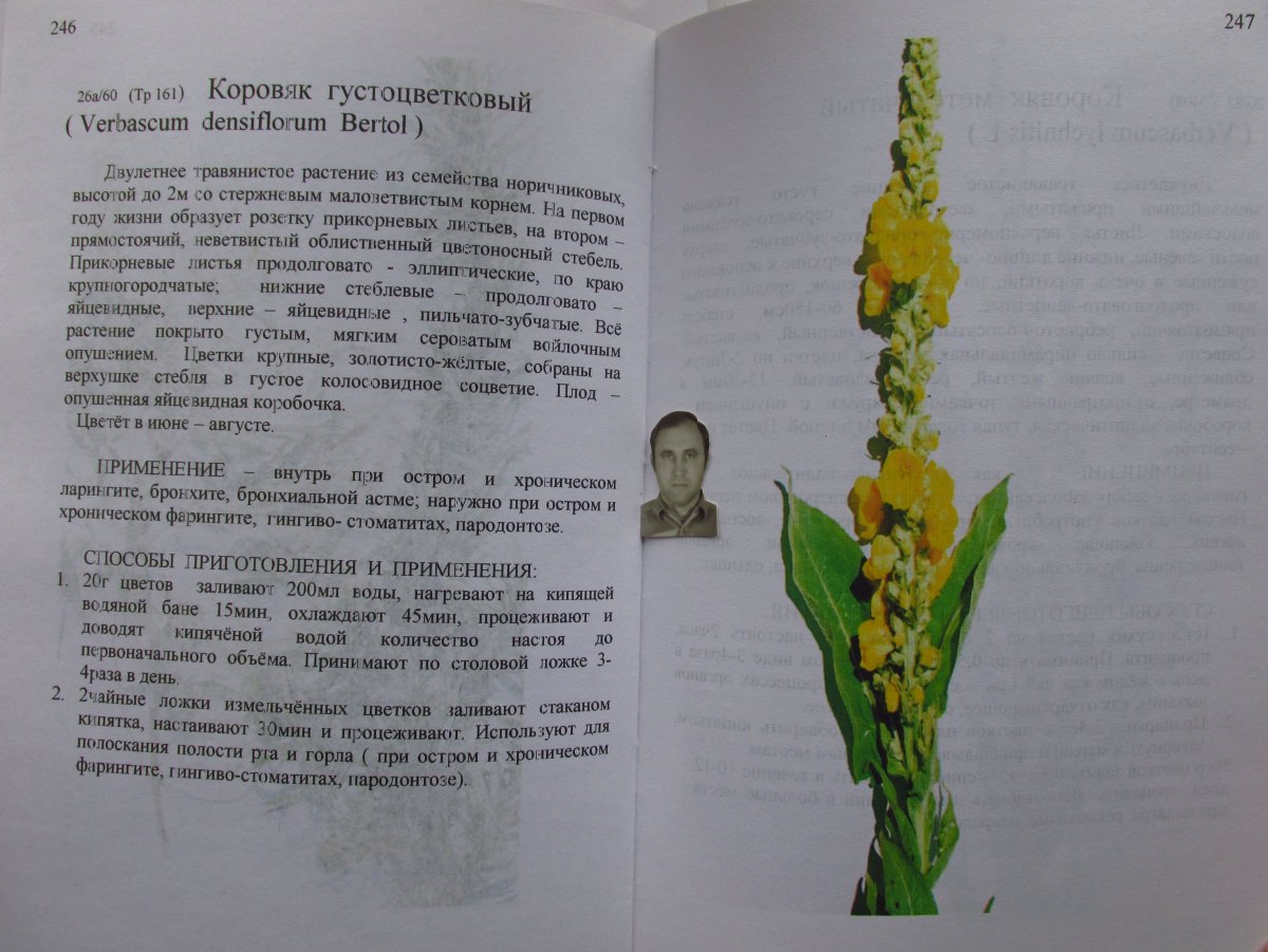 Коровяк густоцветковый рисунок