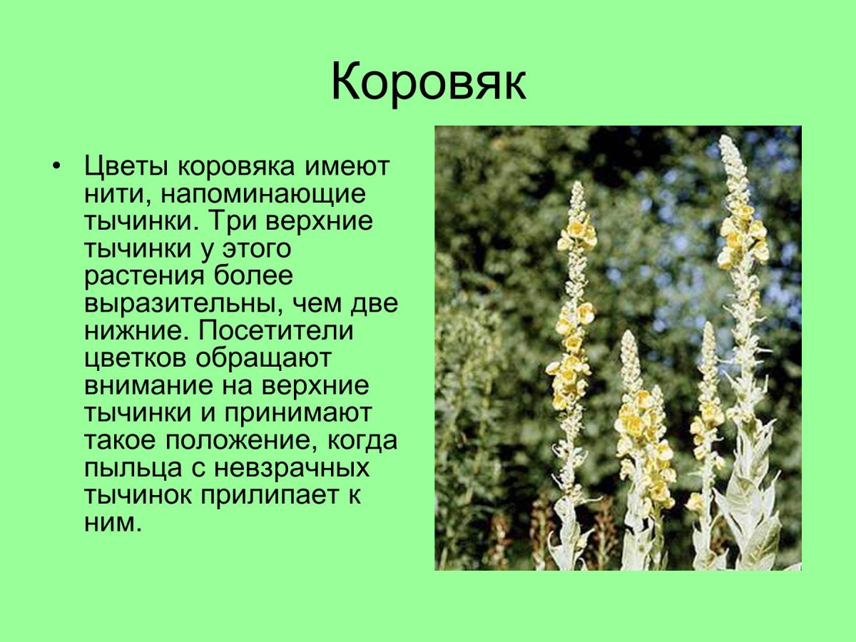 Коровяк приспособленность к среде