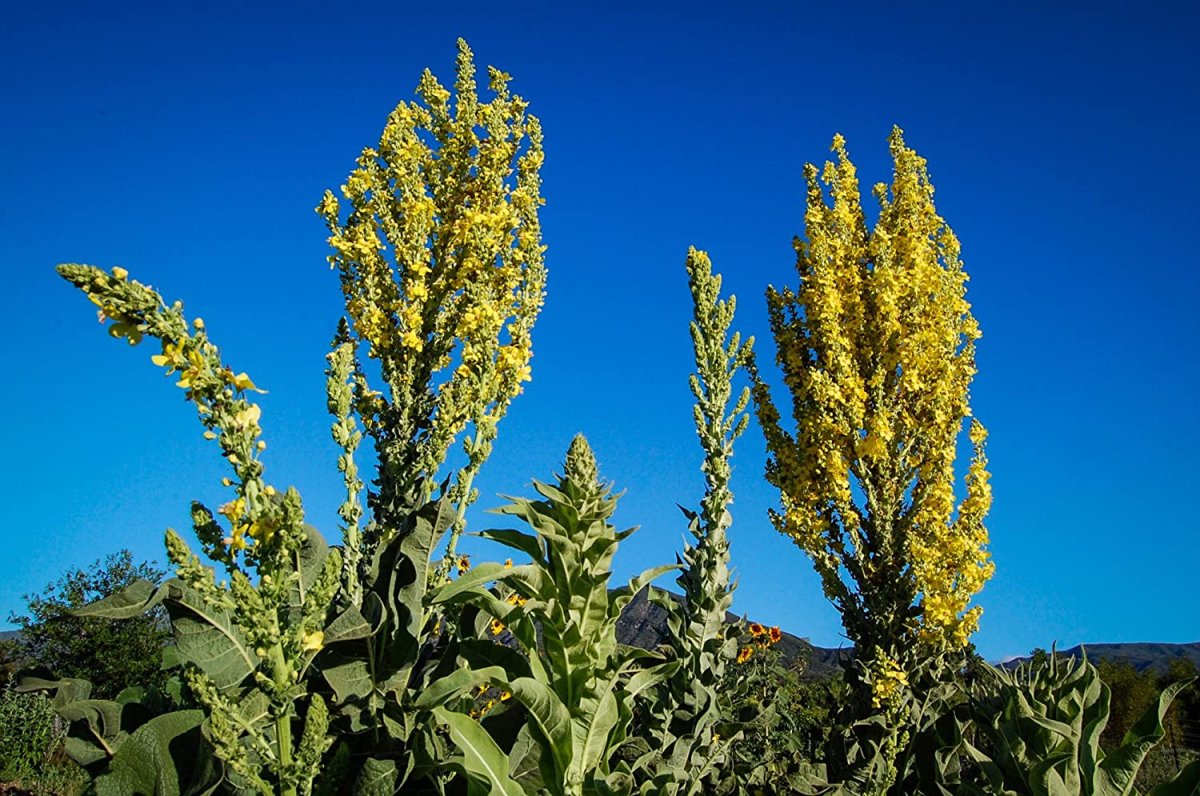 Коровяк Verbascum Dark Eyes