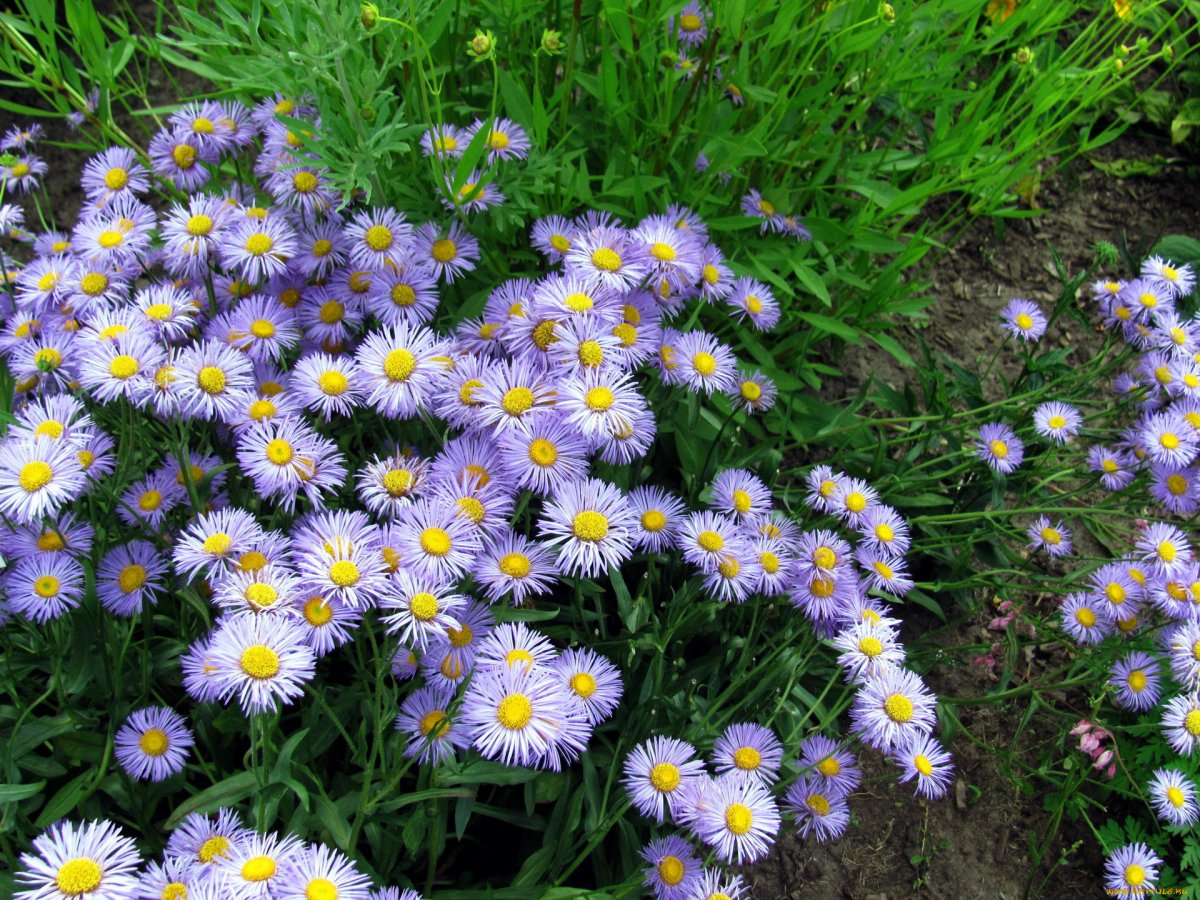 Erigeron karvinskianus