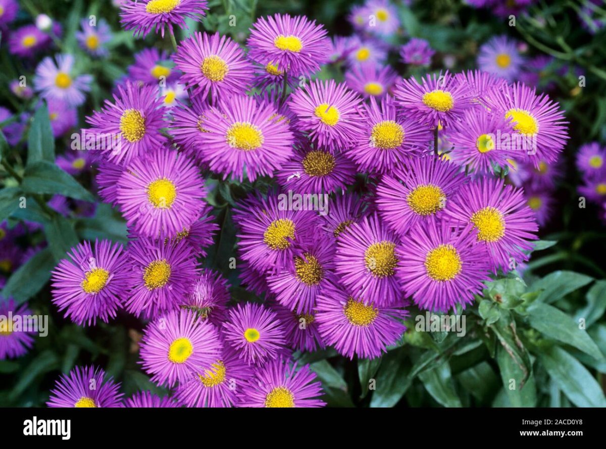 Erigeron karvinskianus