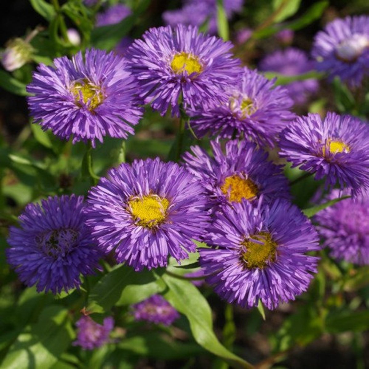 Erigeron macranthus Clear Blue русское название