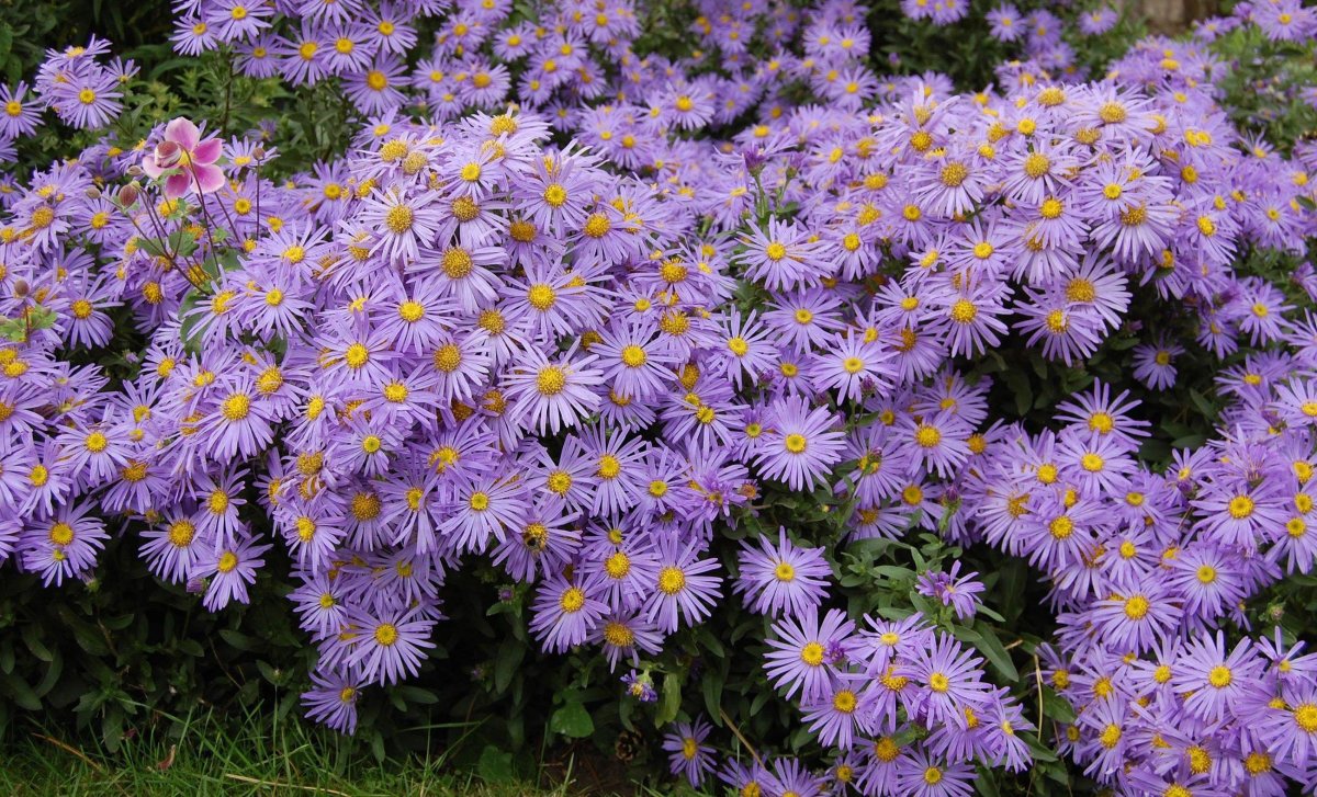 Мелколепестник grandiflorus