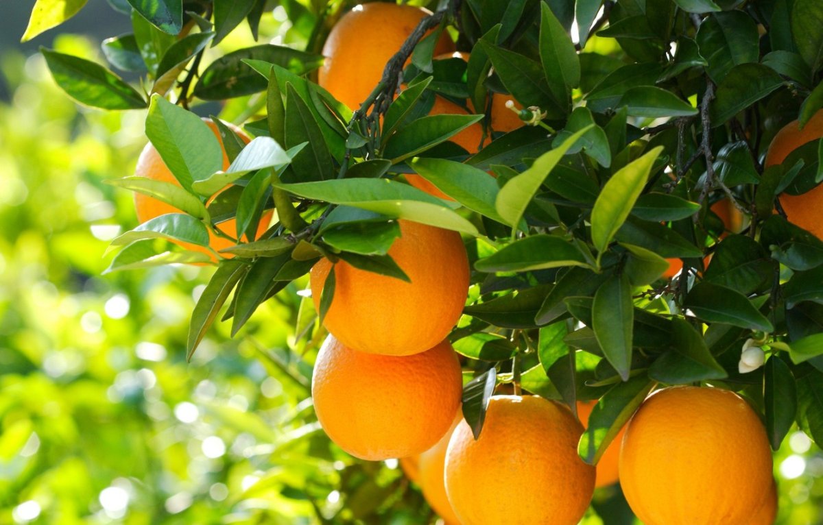 Апельсин (Citrus sinensis)