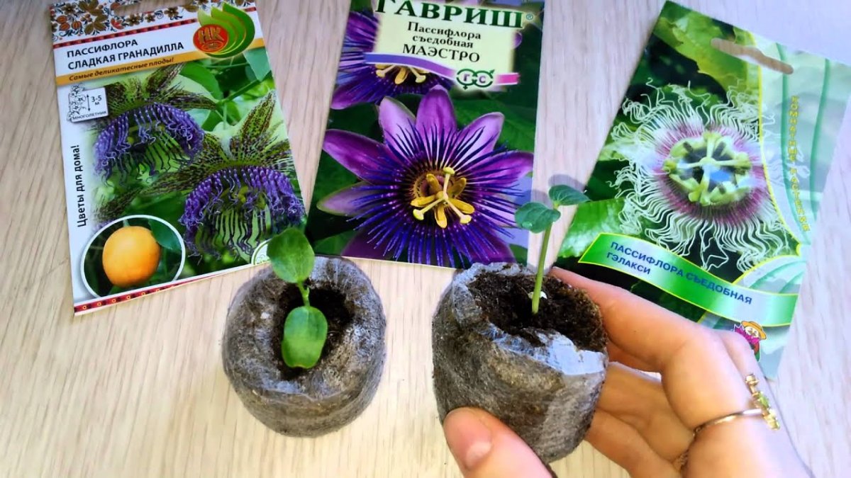 Пассифлора из семян