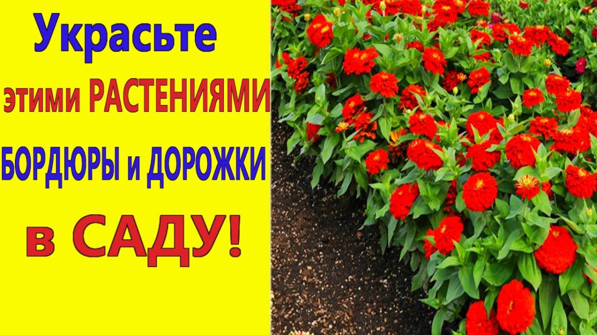 Бархатцы Тагетес Кармен