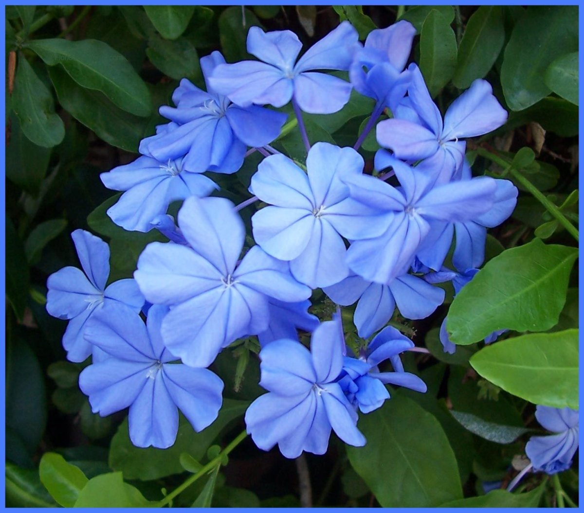 Streptocarpus rexii