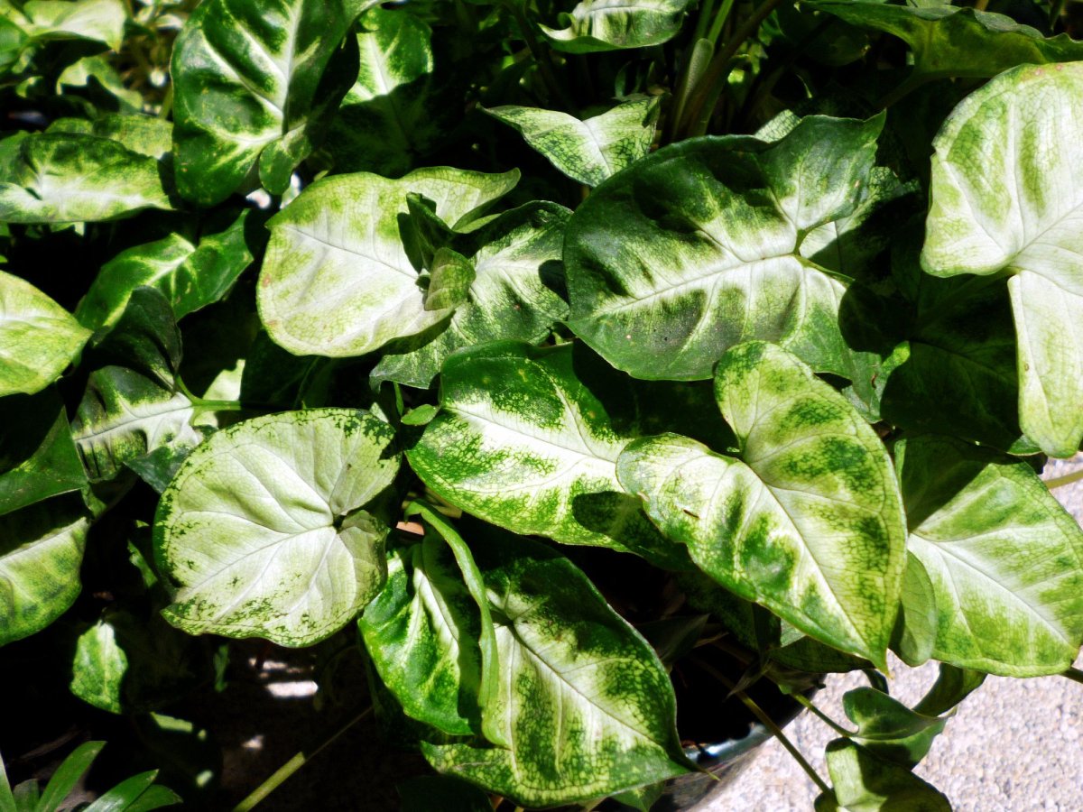 Сингониум Neon robusta