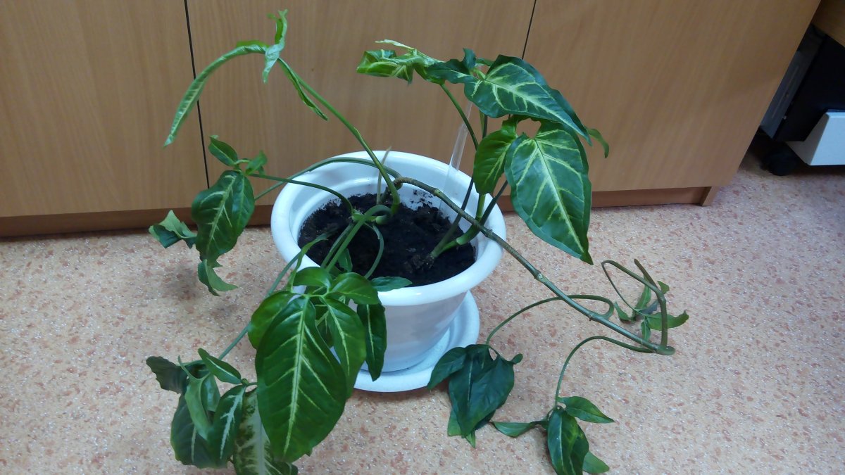 Сингониум Red spot Tricolor