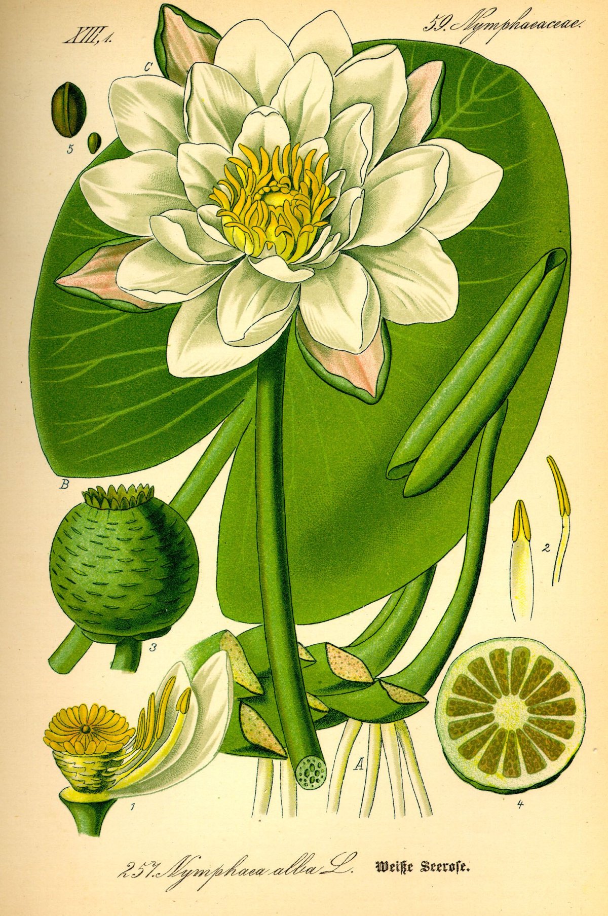 Nymphaea Lotus Ботаническая иллюстрация