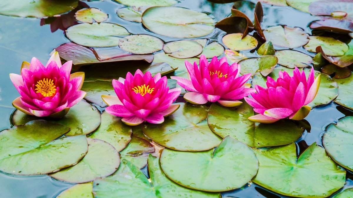 Кувшинка Nymphaea Hollandia