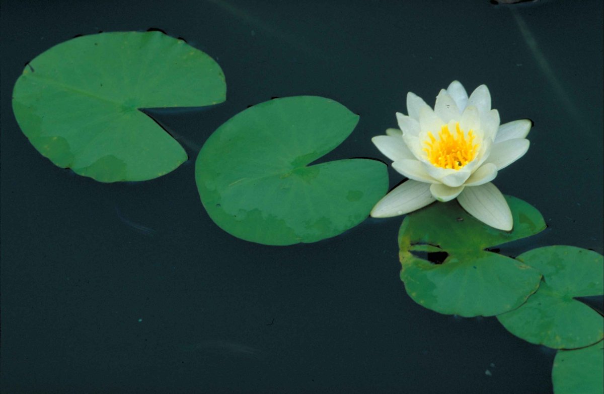 Кубышка (Nuphar)