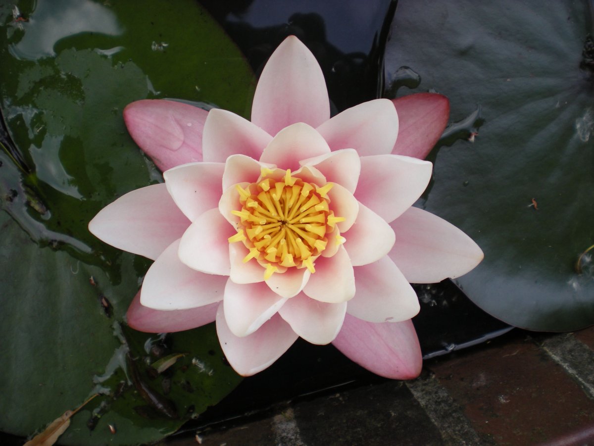 Nymphaea odorata