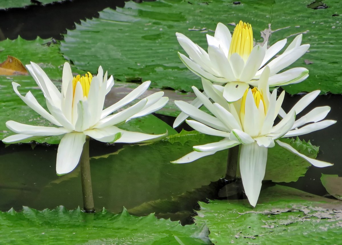 Кубышка желтая (Nuphar lutea)