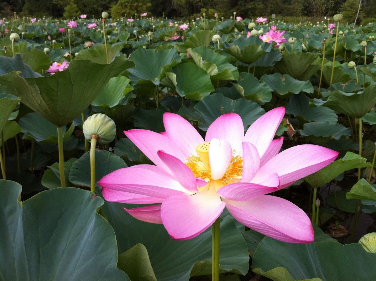Кубышка (Nuphar)