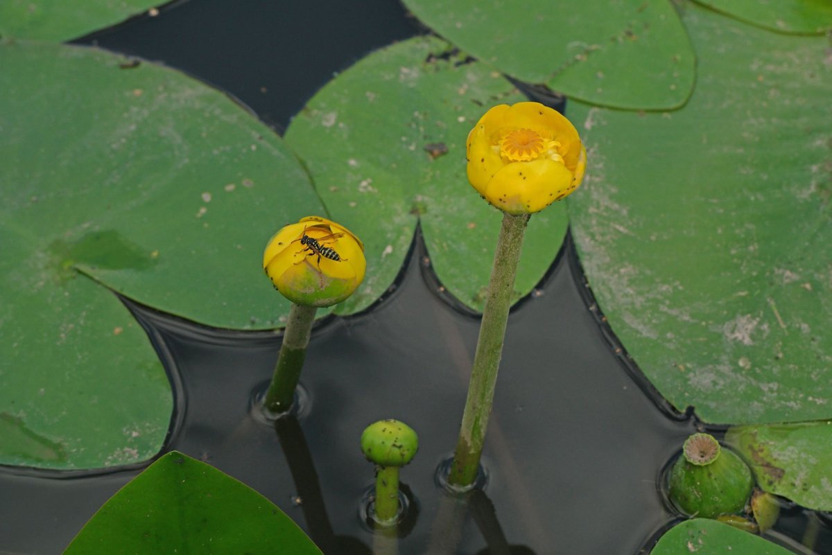 Кубышка малая Nuphar pumila