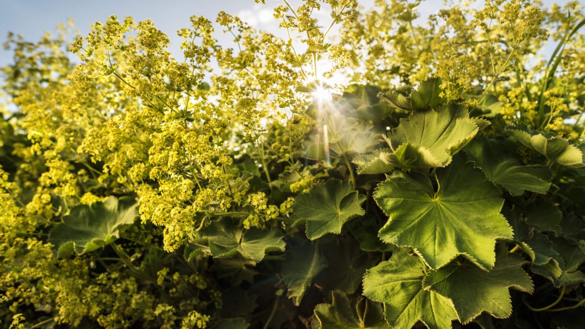 Манжетка мягкая (Alchemilla mollis)