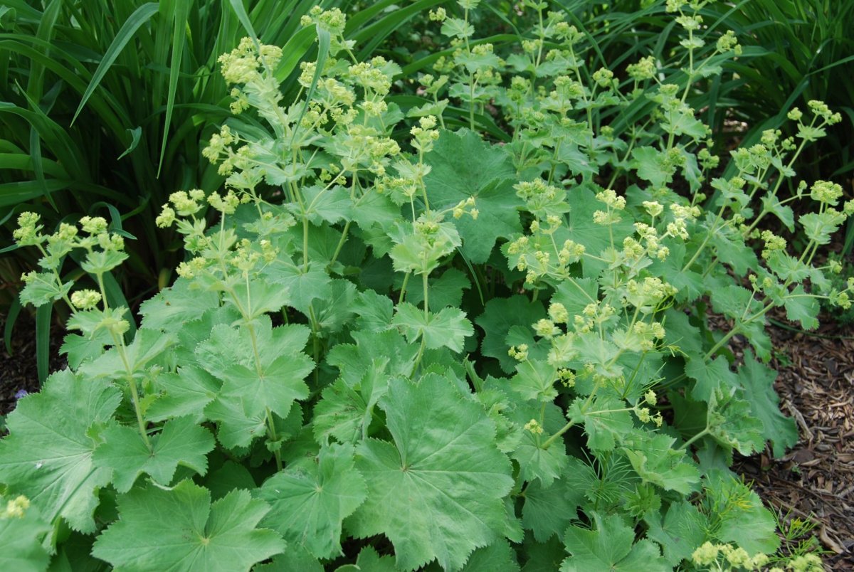 Манжетка (Alchemilla)