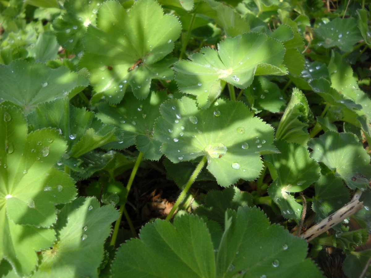 Манжетка Alchemilla erythropoda