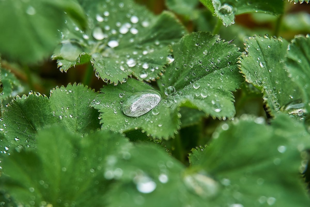 Alchemilla vulgaris гербарий