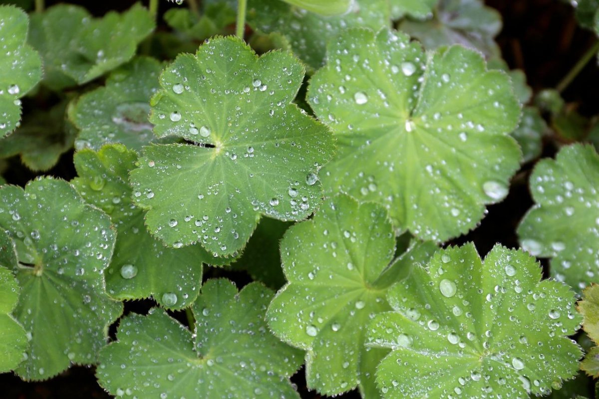 Манжетка Alchemilla epipsila