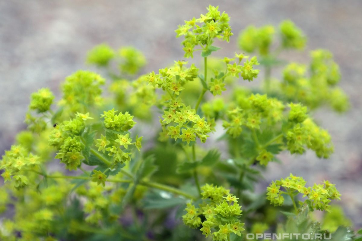 Манжетка обыкновенная (Alchemilla vulgaris)