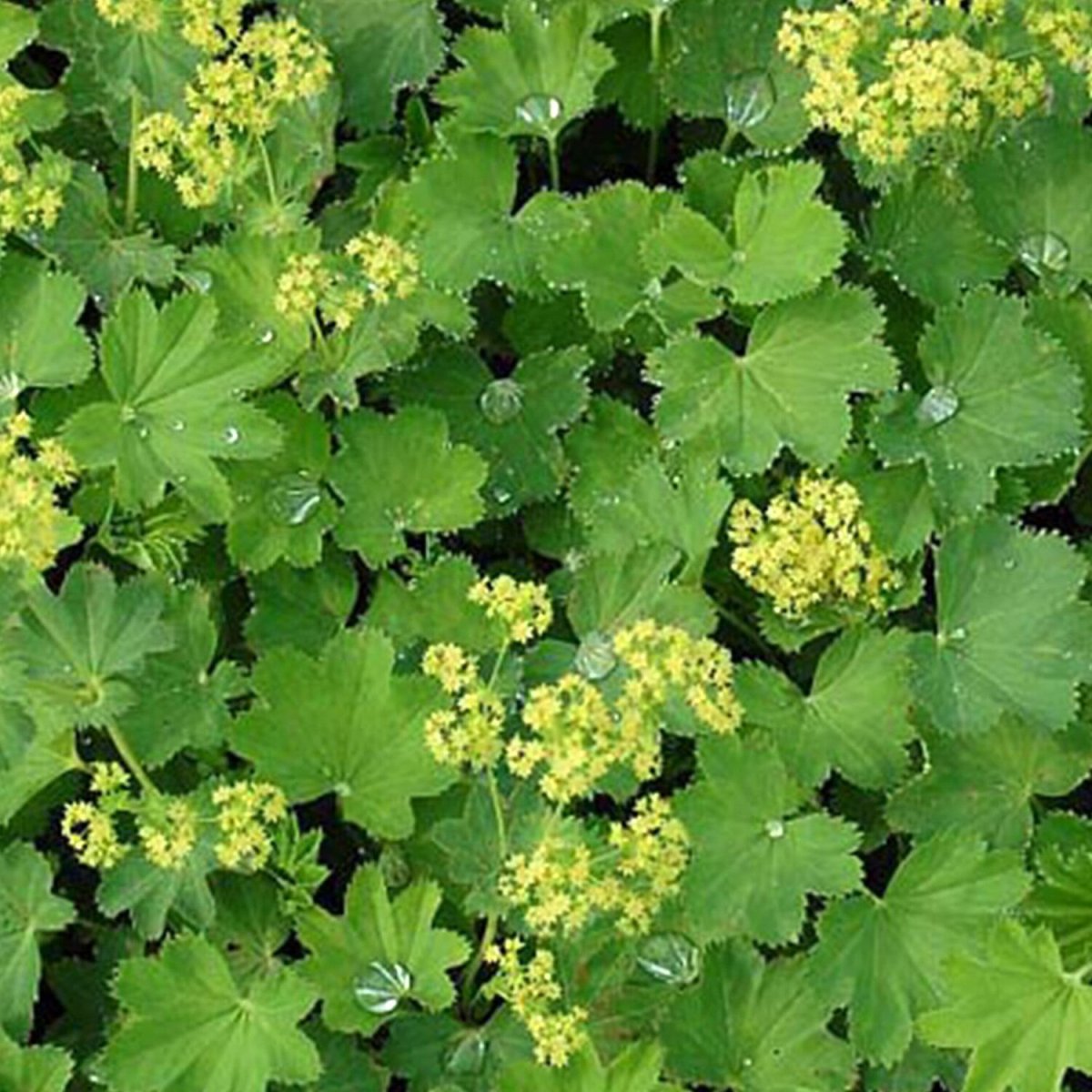 Манжетка Alchemilla mollis