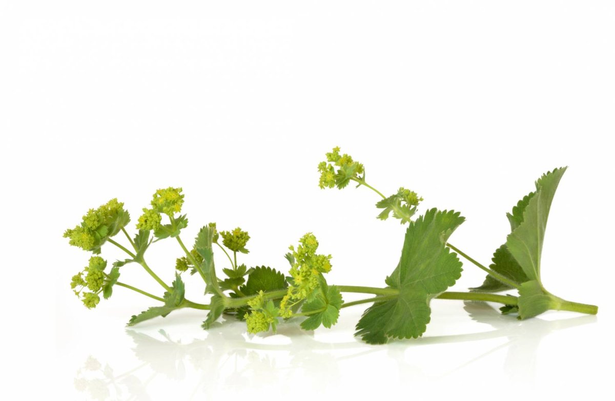 Alchemilla vulgaris