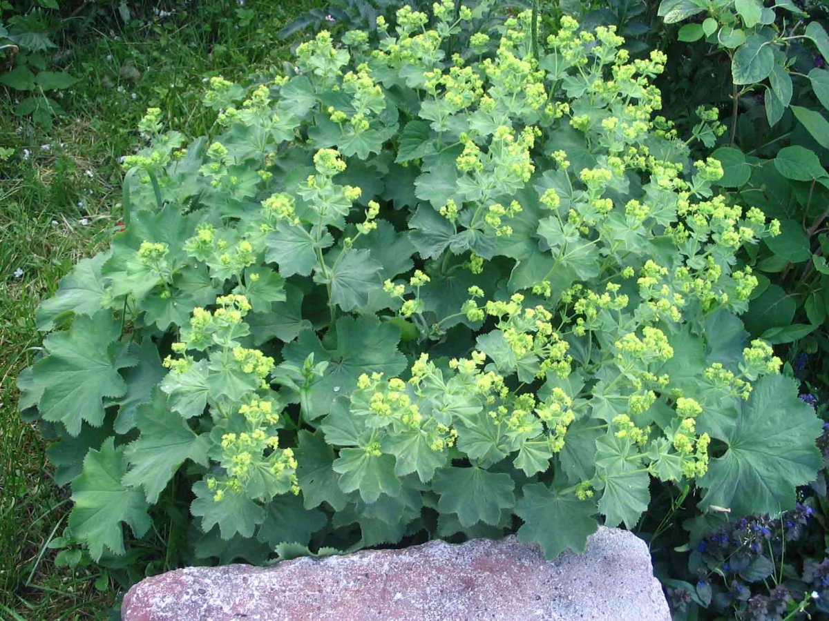 Alchemilla vulgaris l.- манжетка обыкновенная