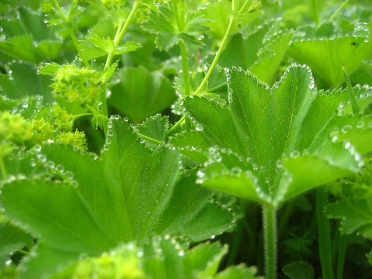 Манжетка обыкновенная (Alchemilla vulgaris)