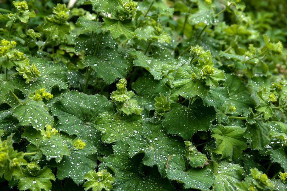 Манжетка erythropoda