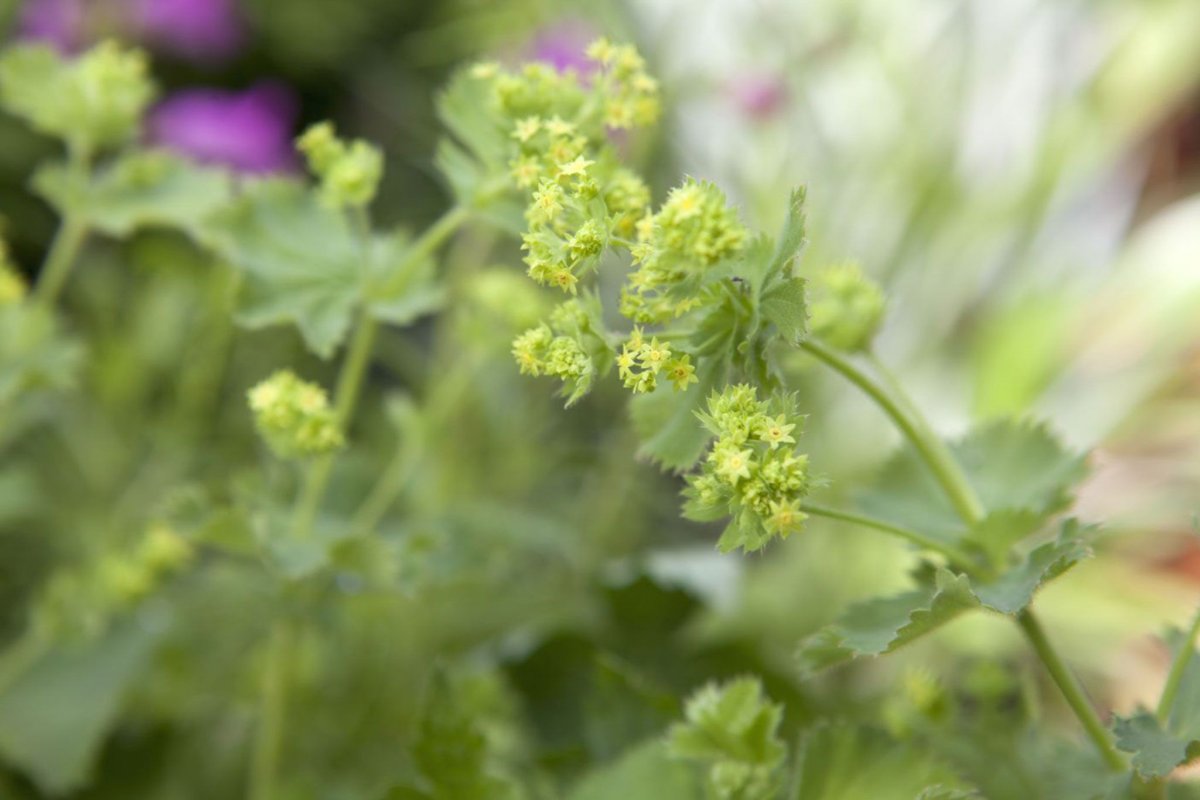 Манжетка (Alchemilla)
